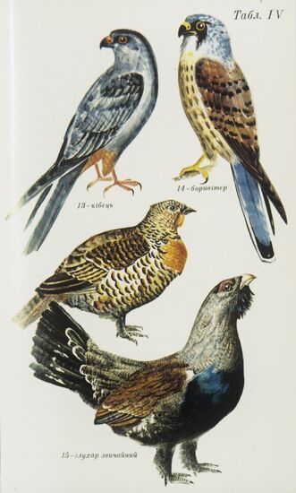 Reproduction of illustration from "Feathery Friends" book