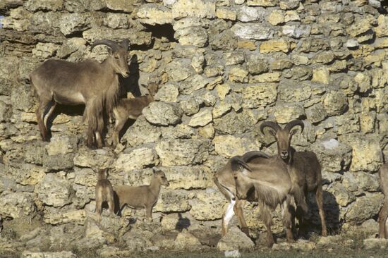 Barbary sheep