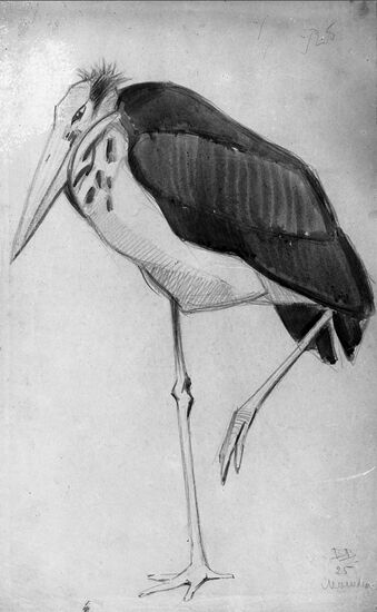 "Secretary Bird" picture. Reproduction