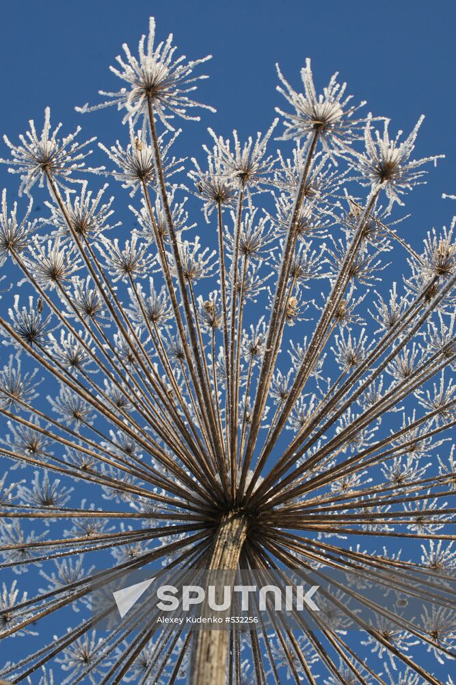 Dried cow parsnip covered with hoarfrost
