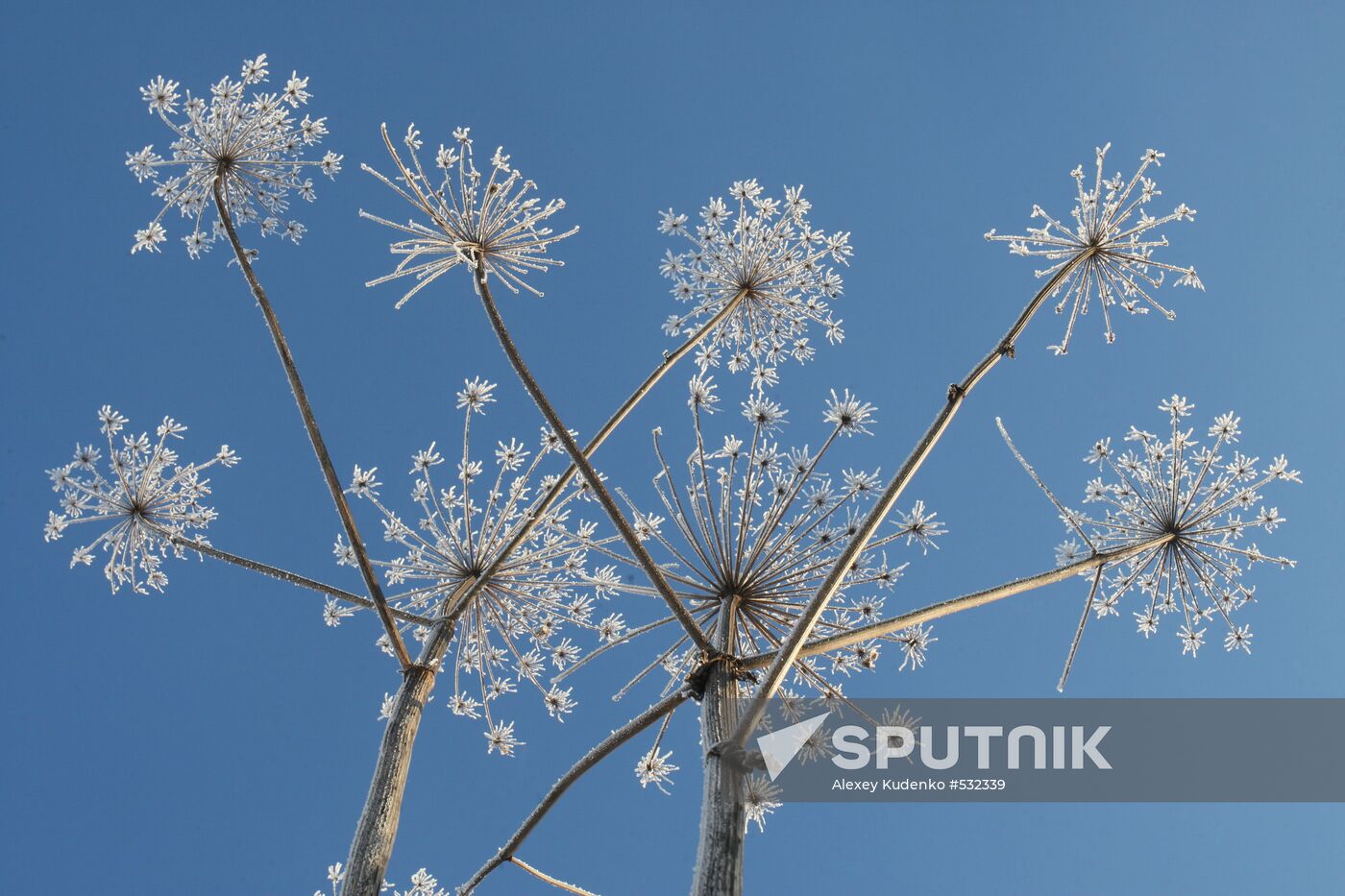 Dried cow parsnip covered with hoarfrost