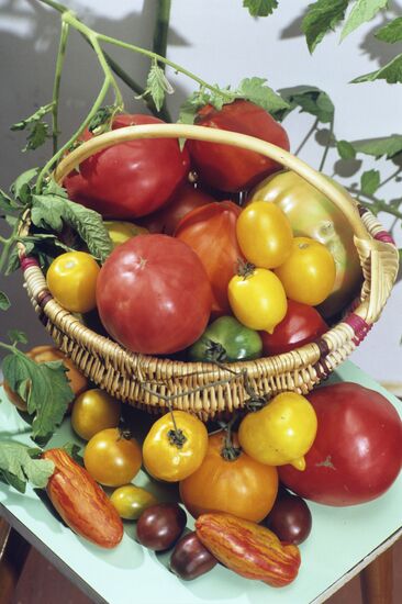 Basket of tomatoes