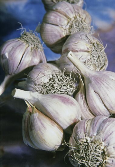 Garlic