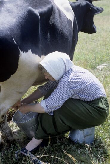 Milking of cows