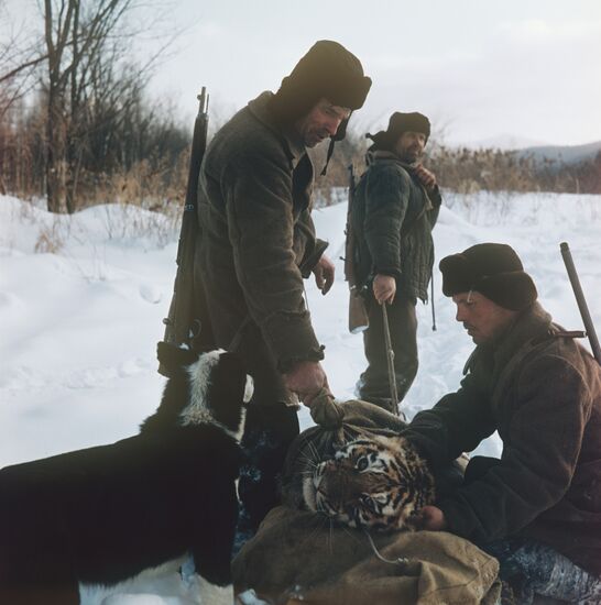 Tiger hunters in the taiga