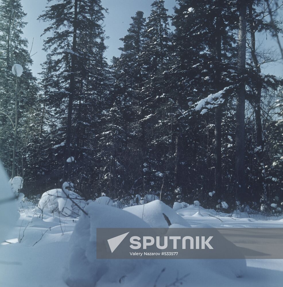 Ussuriysk taiga