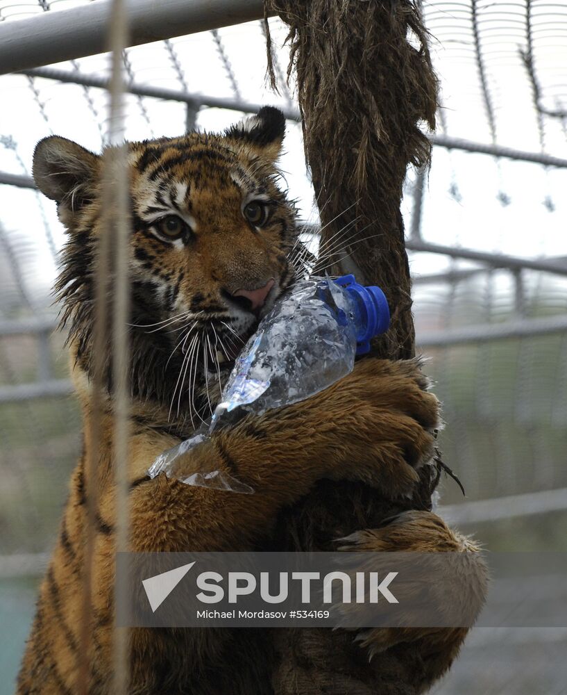 Tiger Masha, last year's birthday present for PM Vladimir Putin