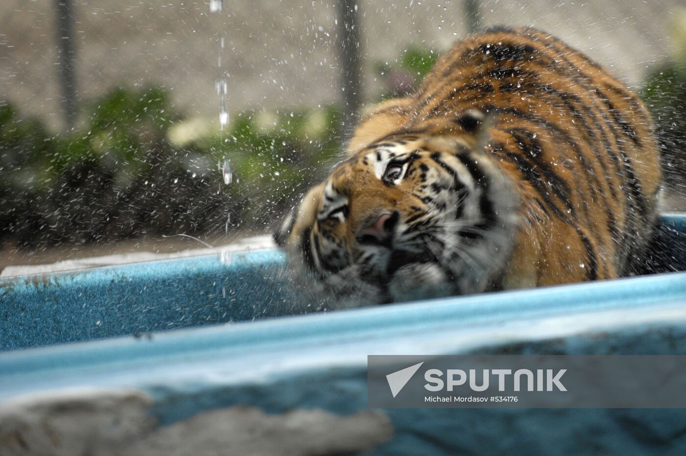 Tiger Masha, last year's birthday present for PM Vladimir Putin