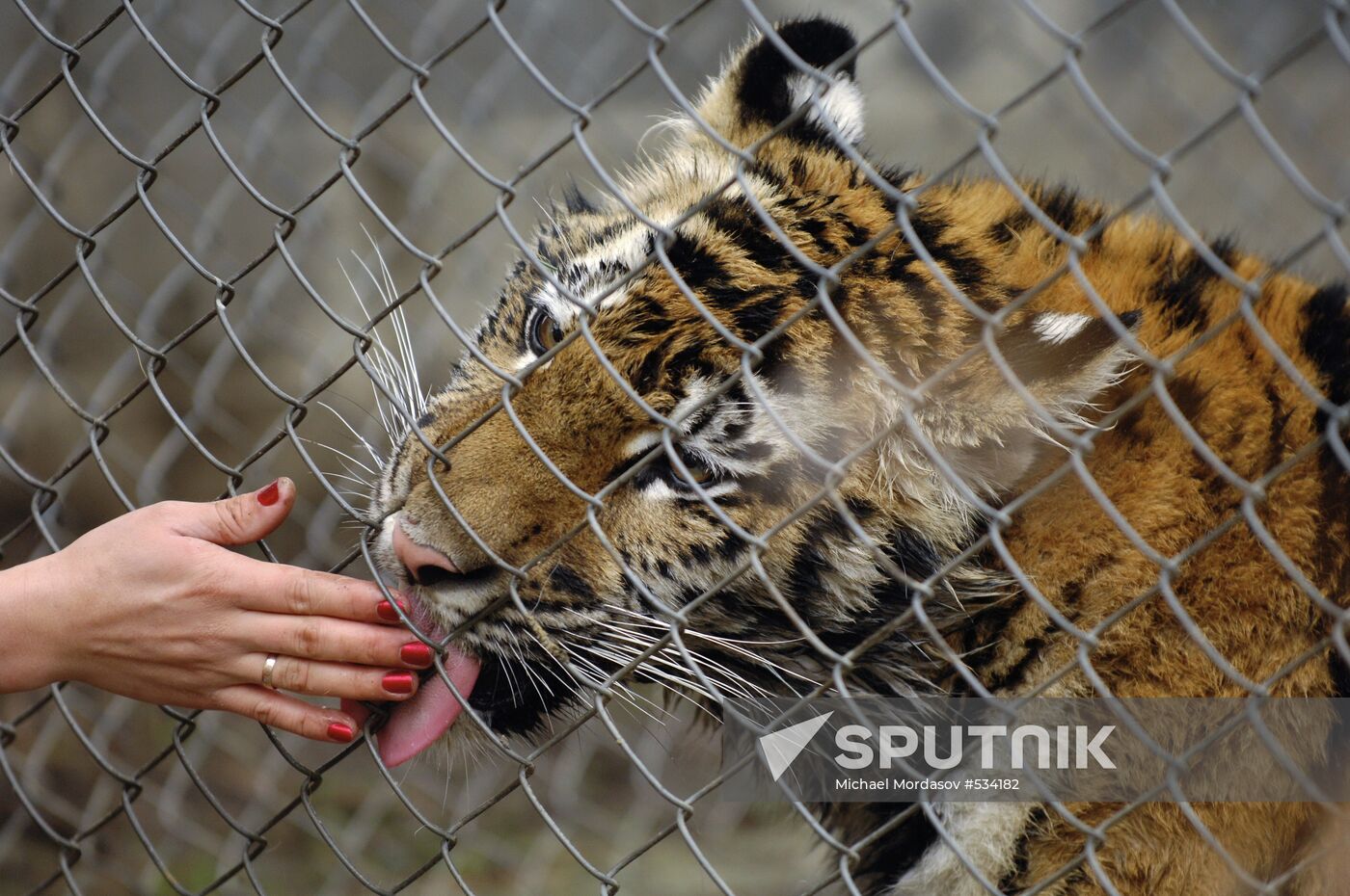 Tiger Masha, last year's birthday present for PM Vladimir Putin