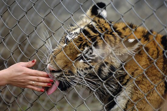 Tiger Masha, last year's birthday present for PM Vladimir Putin