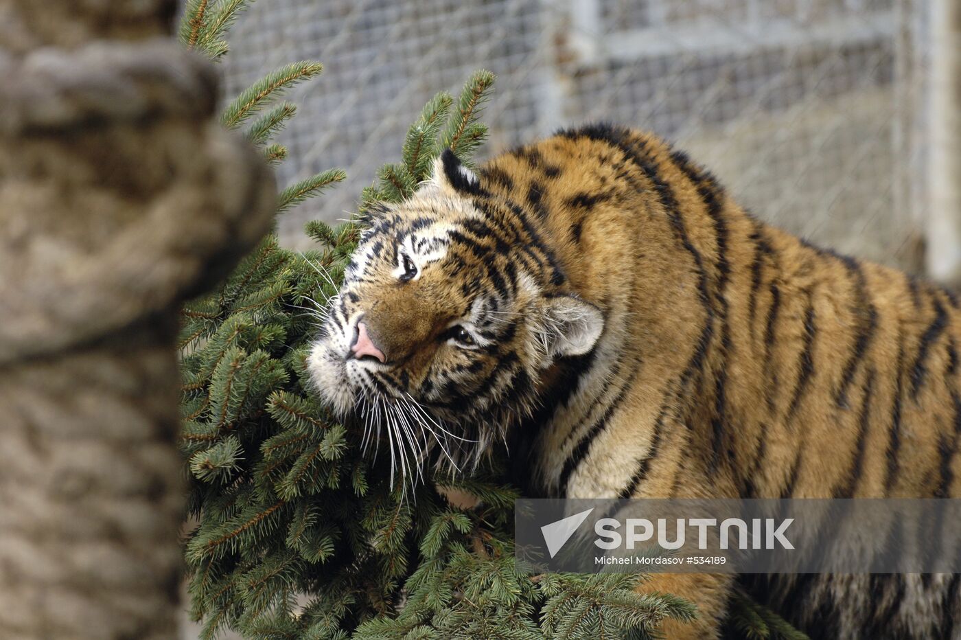 Tiger Masha, last year's birthday present for PM Vladimir Putin