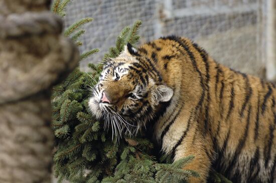 Tiger Masha, last year's birthday present for PM Vladimir Putin