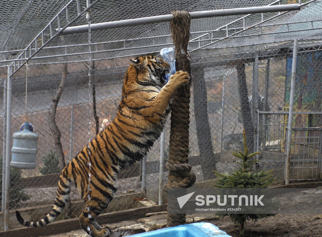 Tigress Masha, which Vladimir Putin received as birthday present