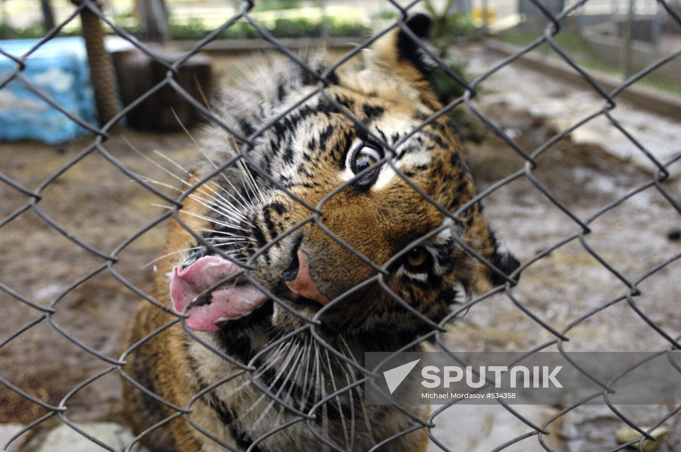 Tigress Masha, which Vladimir Putin received as birthday present