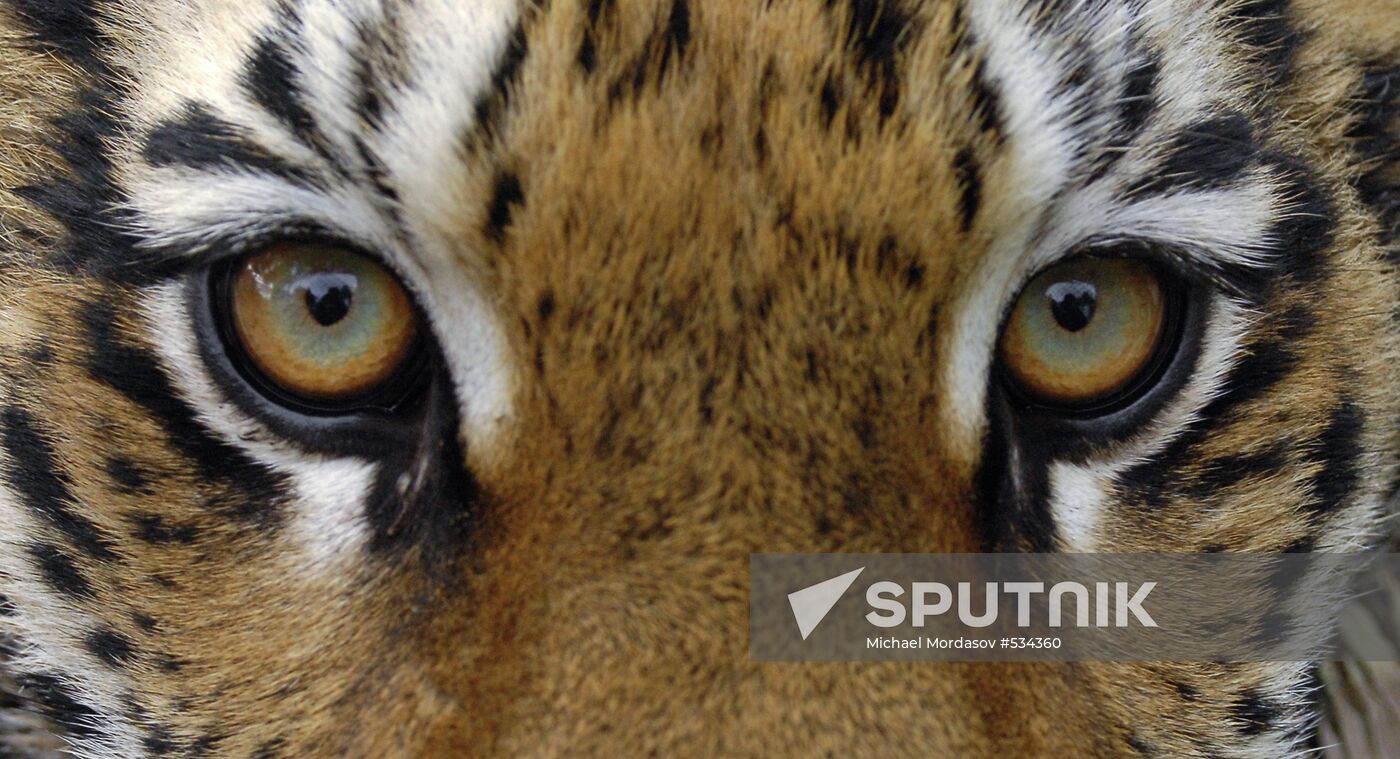 Tigress Masha, which Vladimir Putin received as birthday present