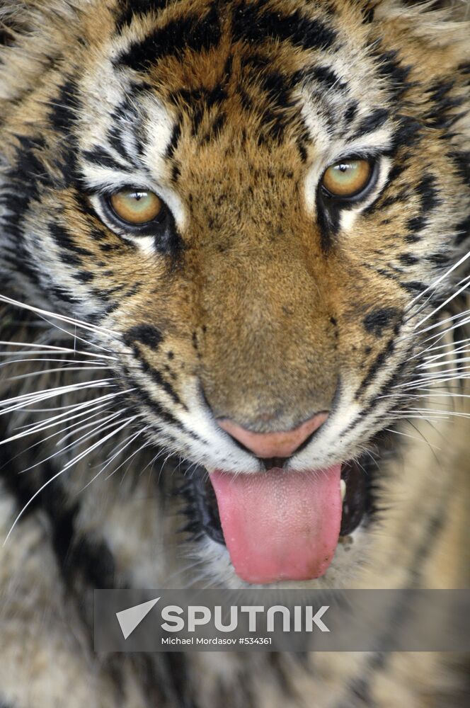 Tigress Masha, which Vladimir Putin received as birthday present