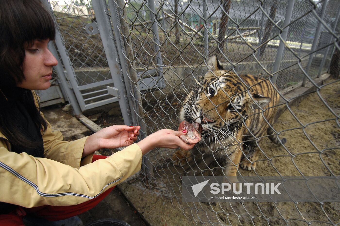 Tigress Masha, which Vladimir Putin received as birthday present