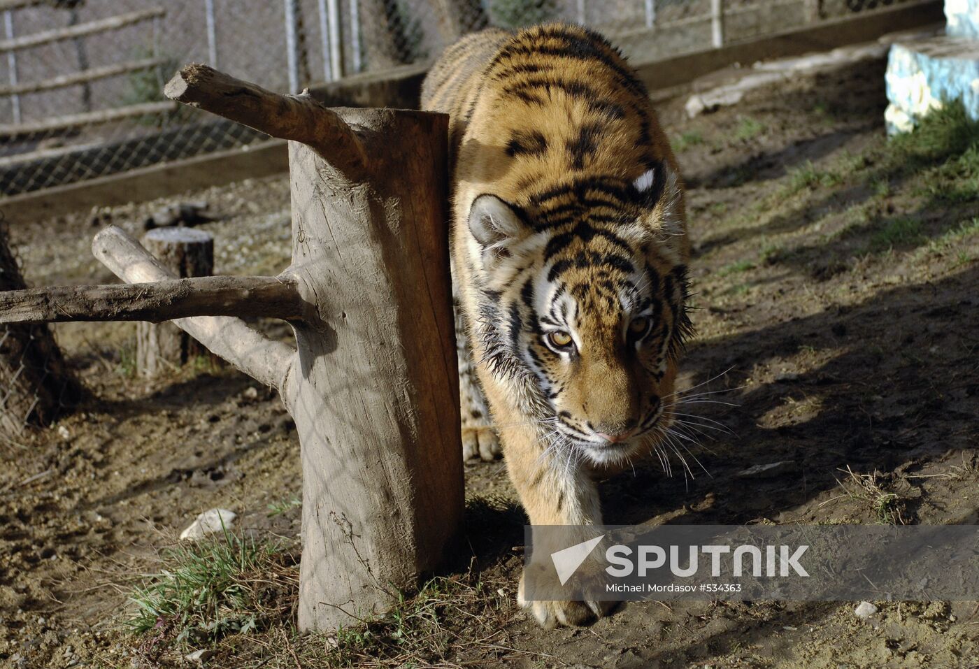 Tigress Masha, which Vladimir Putin received as birthday present