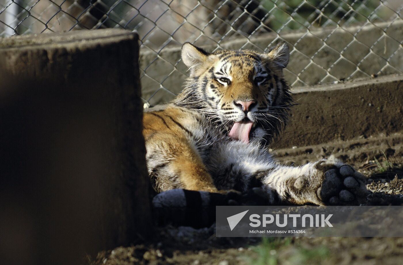 Tigress Masha, which Vladimir Putin received as birthday present