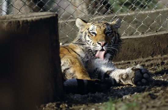 Tigress Masha, which Vladimir Putin received as birthday present