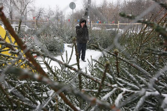 Fir-tree market in Moscow