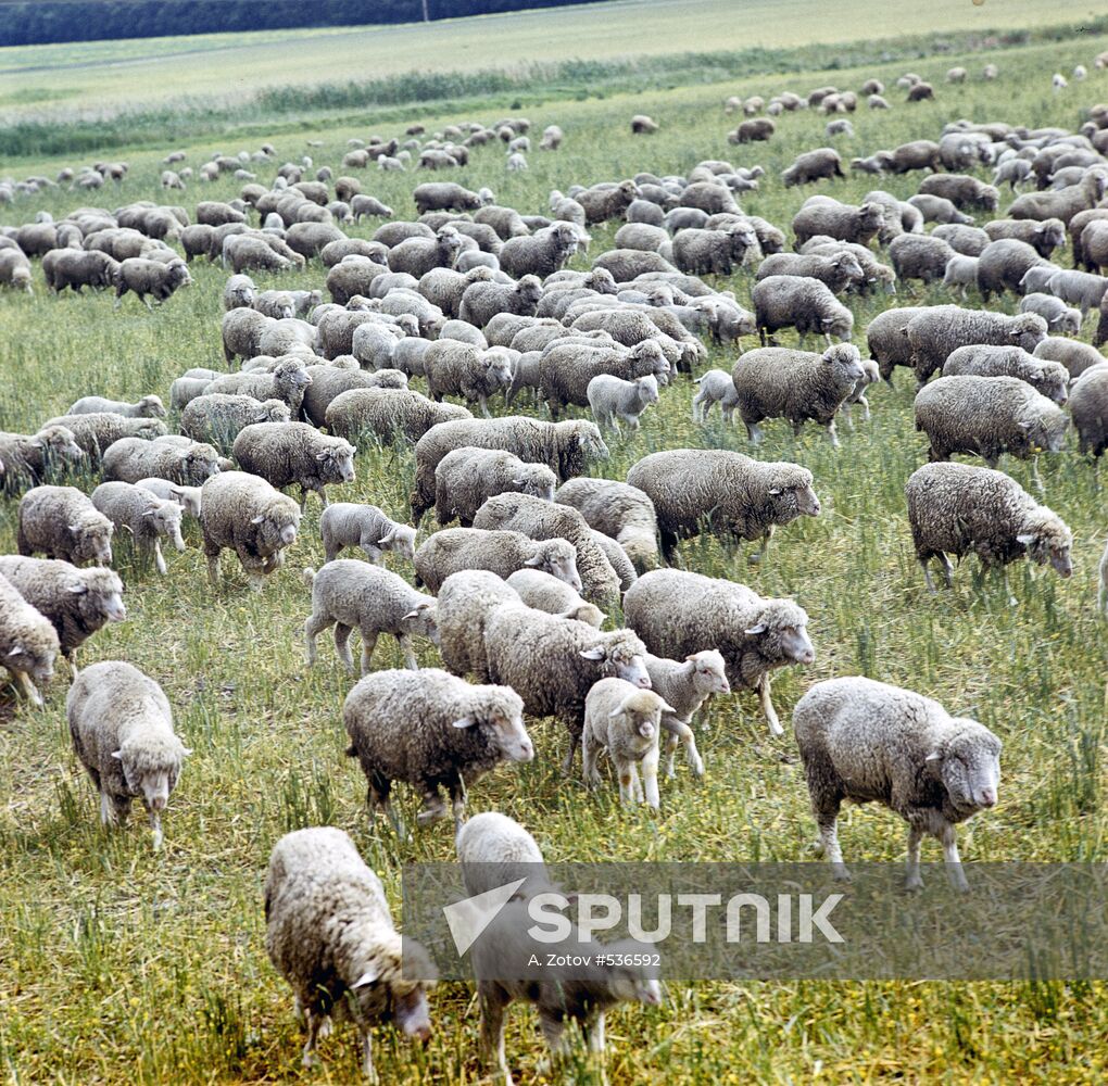 Collective farm's flock of sheep