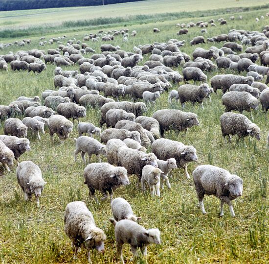 Collective farm's flock of sheep
