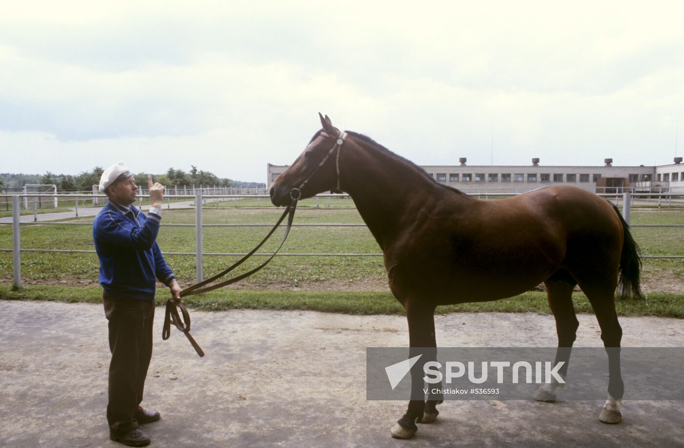 Trotter horseCentennial Way