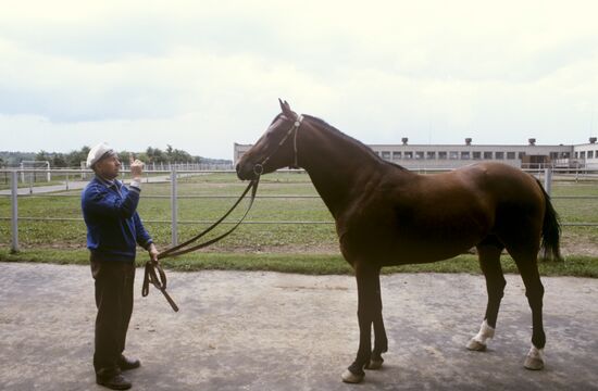 Trotter horseCentennial Way