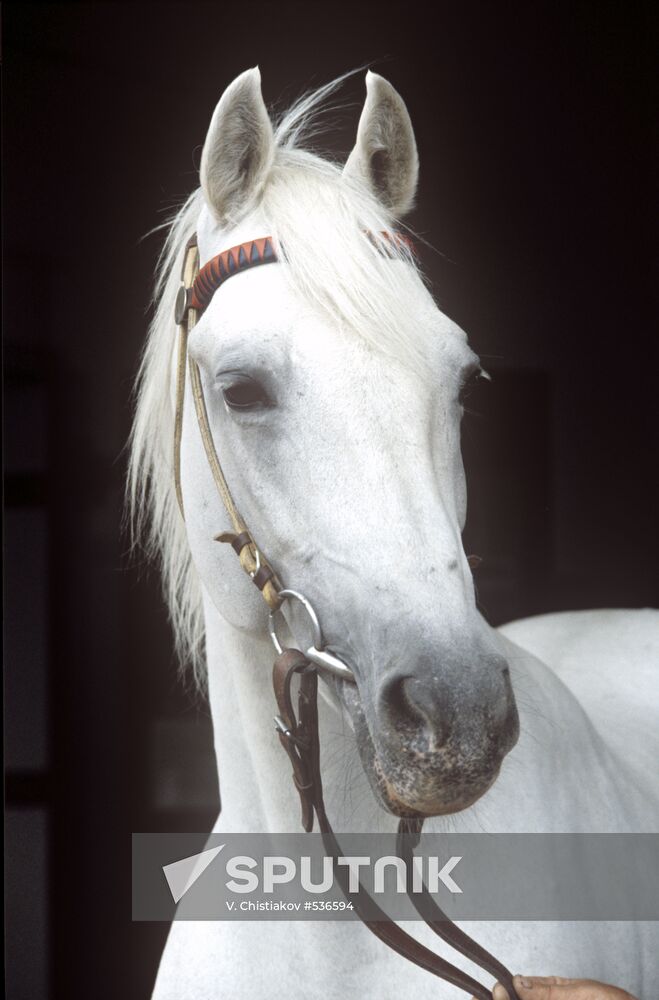 Breeder horse Pion
