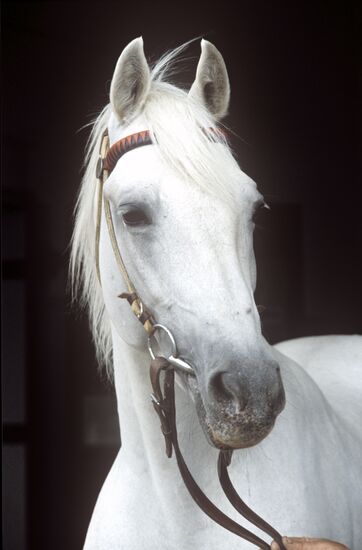 Breeder horse Pion