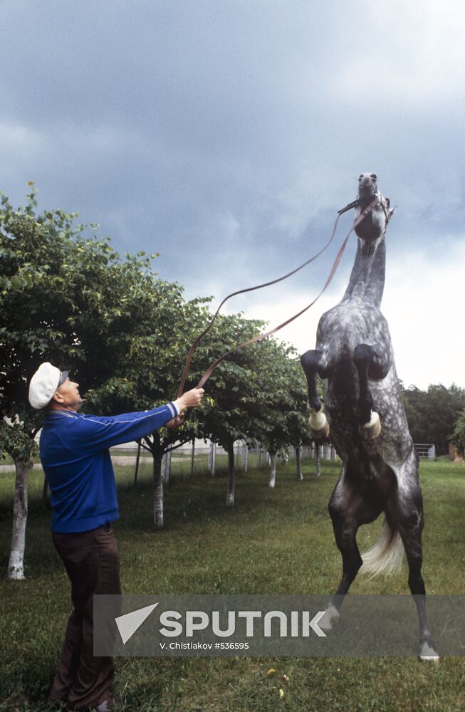 Trotter horse Barkhatny