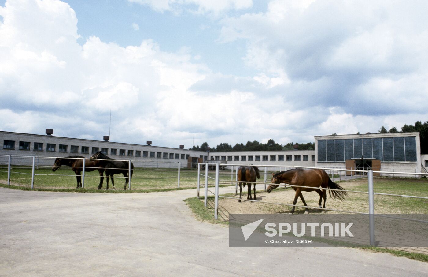 Trotters at Moscow Stud Farm No.1