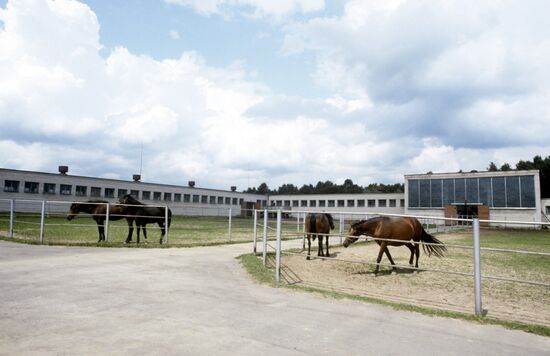 Trotters at Moscow Stud Farm No.1