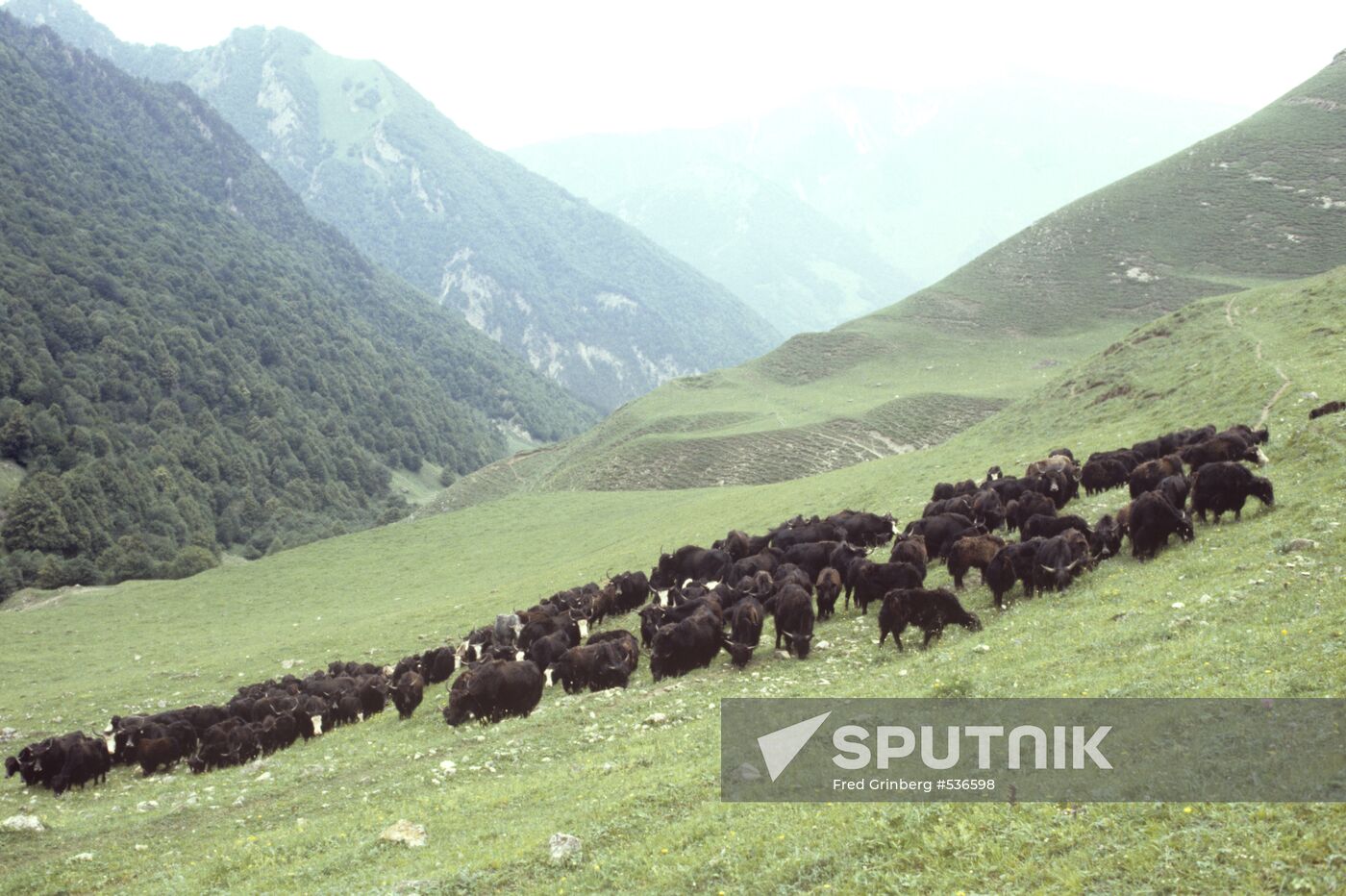 Grunting oxen on a mountain pasture