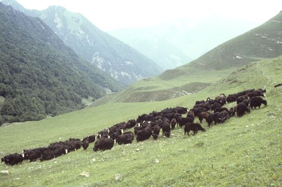 Grunting oxen on a mountain pasture