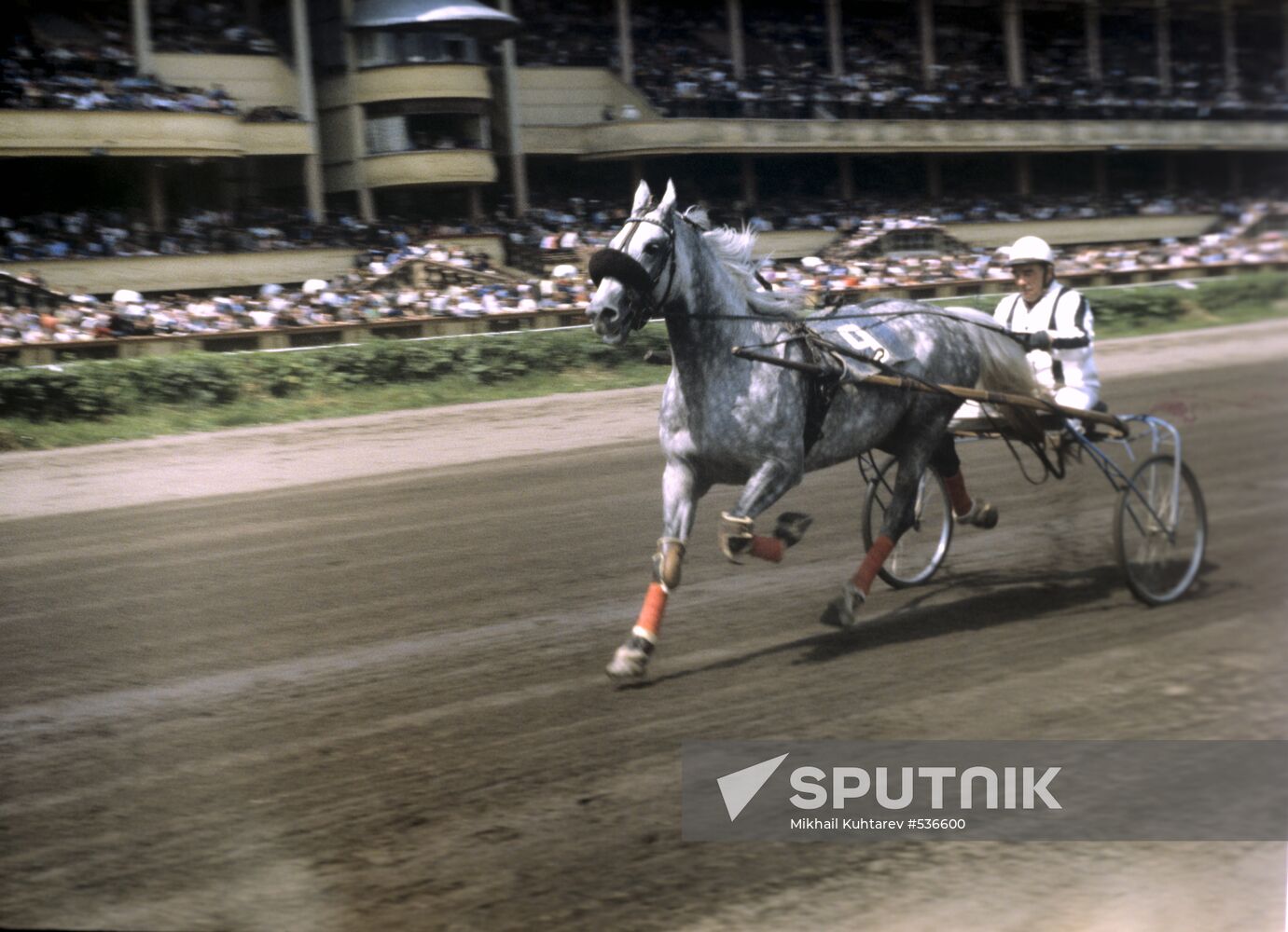 Horse race at hippodrome