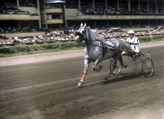 Horse race at hippodrome
