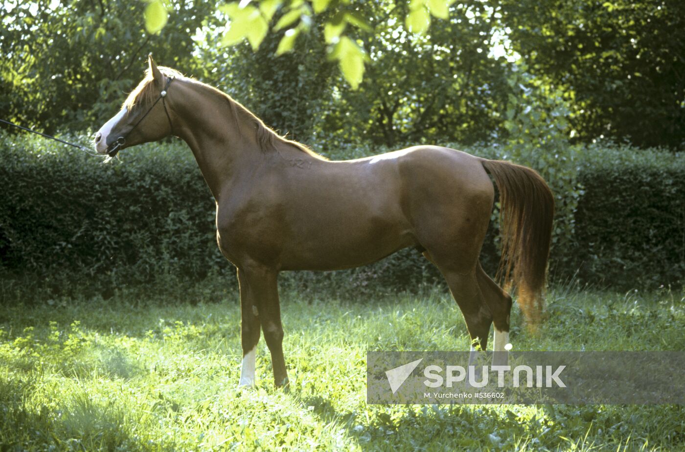 Arab stallion Peleng