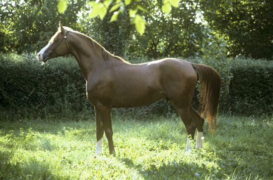 Arab stallion Peleng