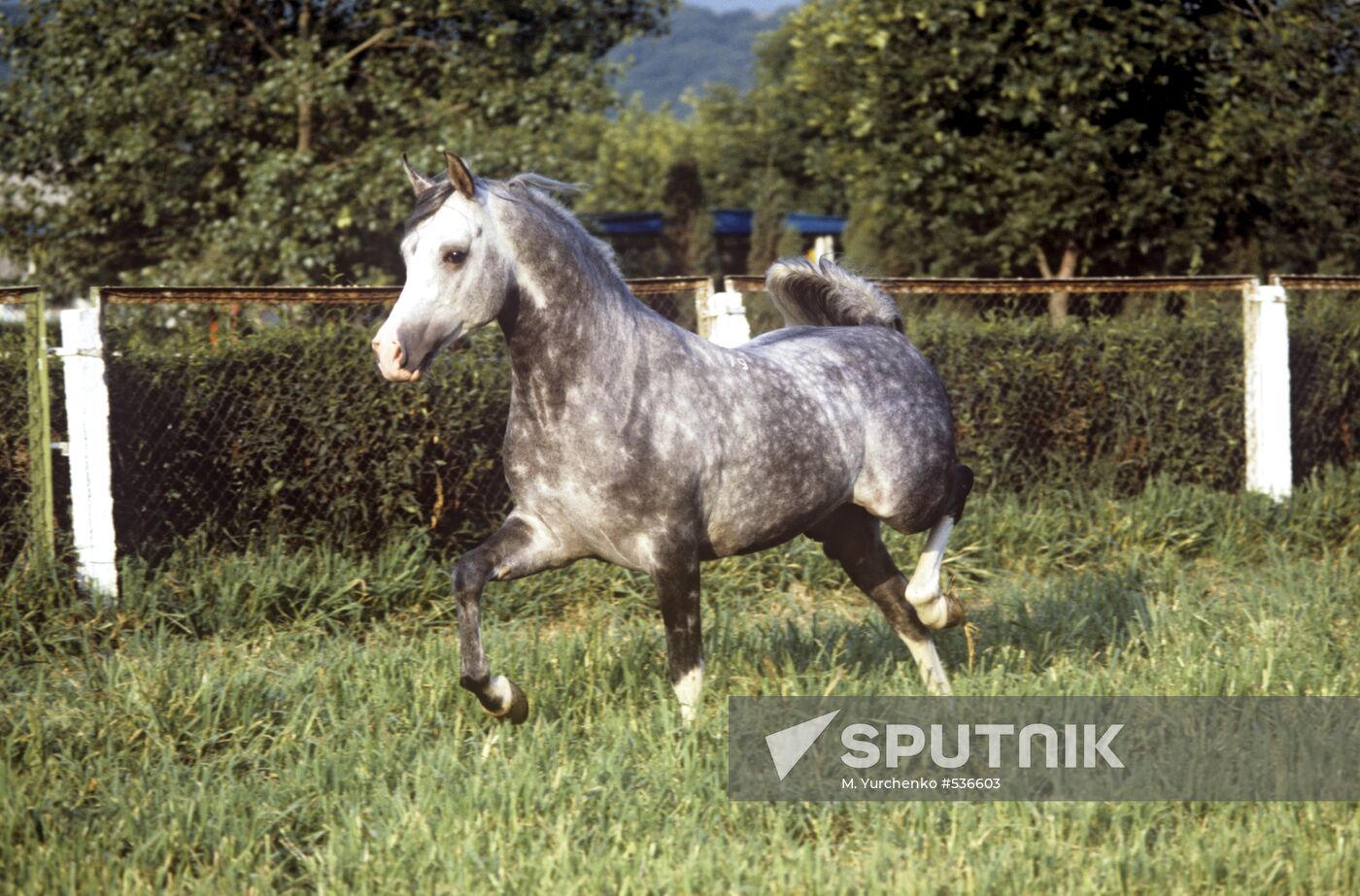 Stallion Khafiyaz
