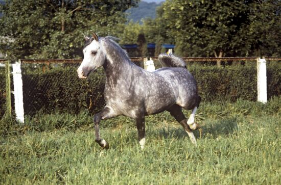 Stallion Khafiyaz