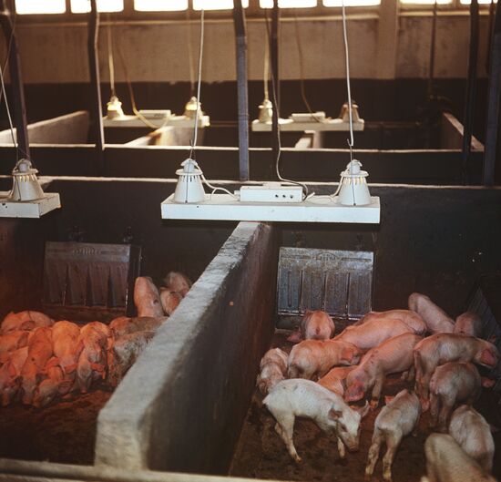 Piglets