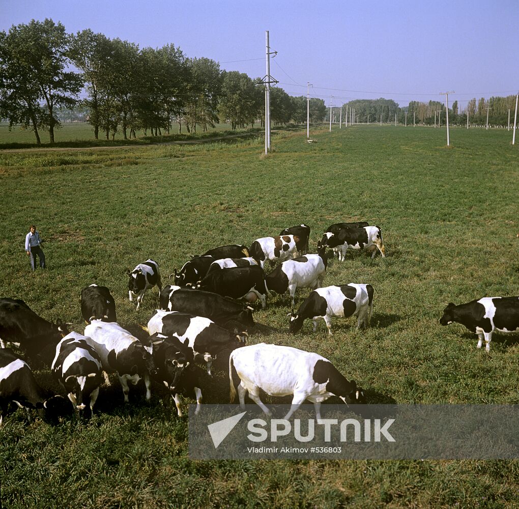 Cows