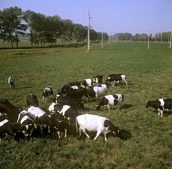 Cows