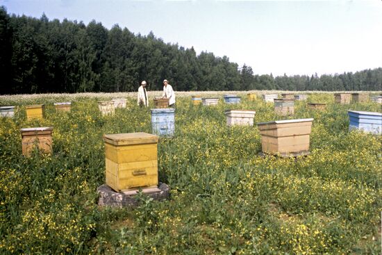 Bee yard