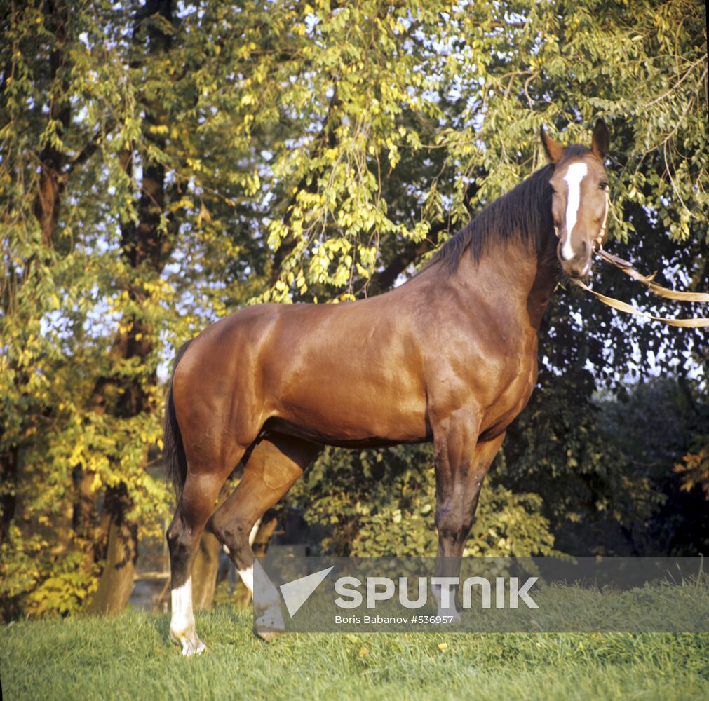 Siberian steppe horse