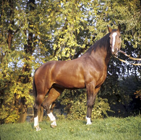 Siberian steppe horse