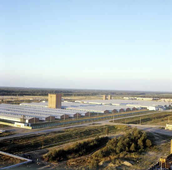 Ilyinogorsk pig farm