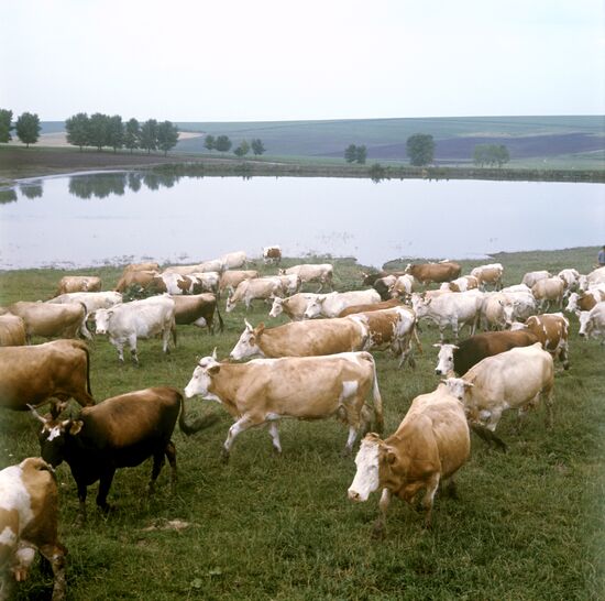 Collective farm herd